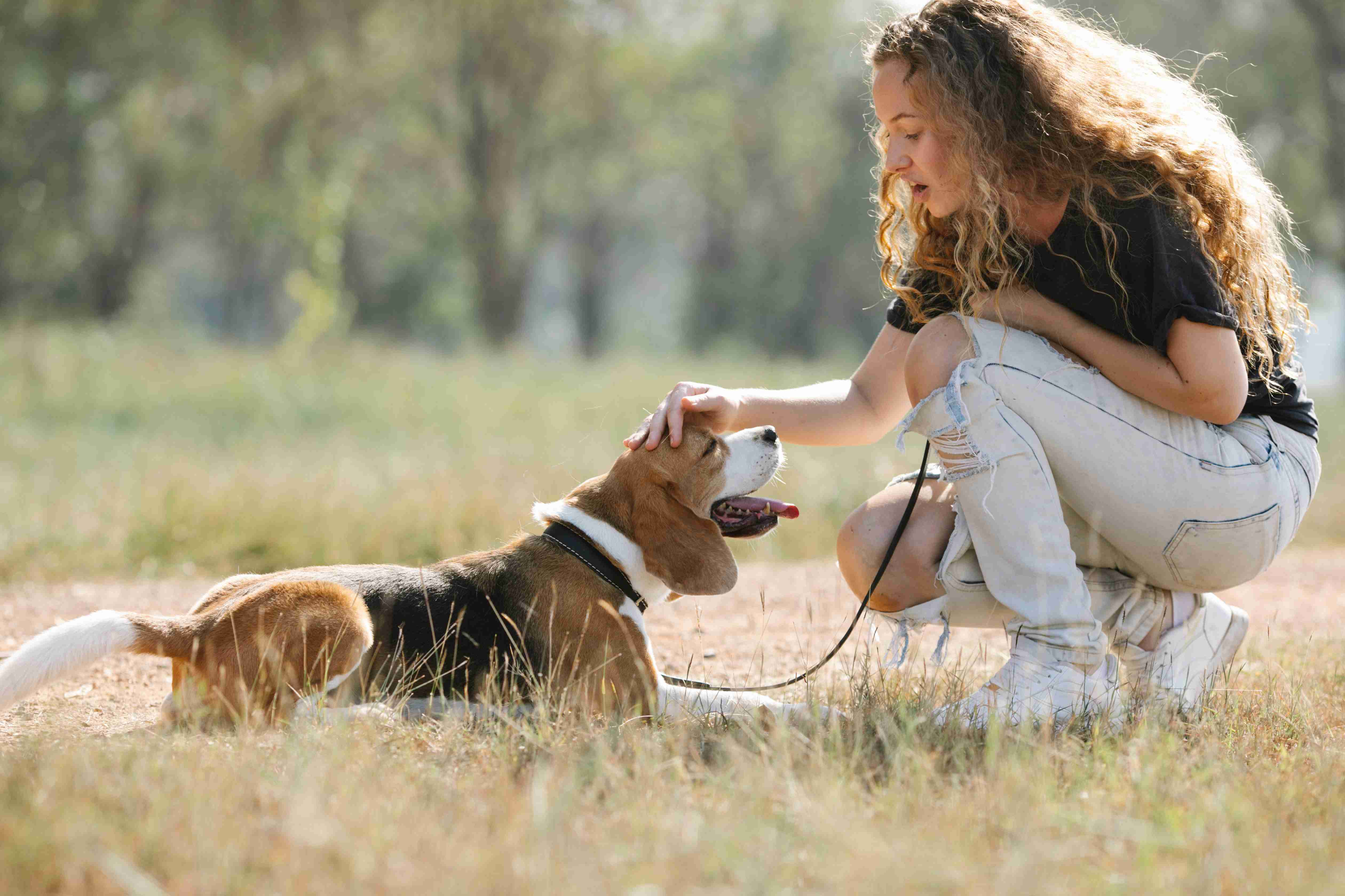 Managing Beagle Allergies: Common Triggers and Effective Solutions